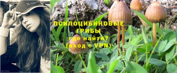 PSILOCYBIN Козловка